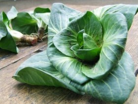 Grumolo Verde cikóriasaláta - Igazi saláta különlegességek az Egzotikus Növények Stúdiója kínálatából
